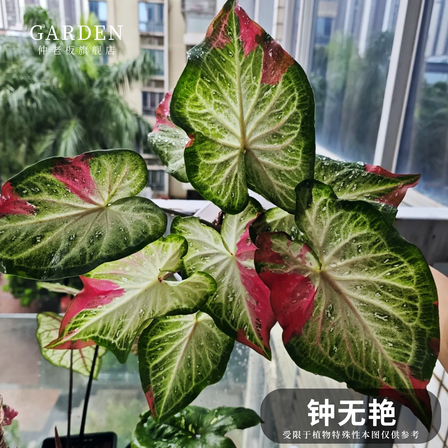 大球 - 大球小球是什么意思